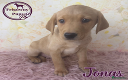 Labrador Retriever dogs for sale: Adorable KC Reg Labrador Puppies *Ready Now* - Image 19