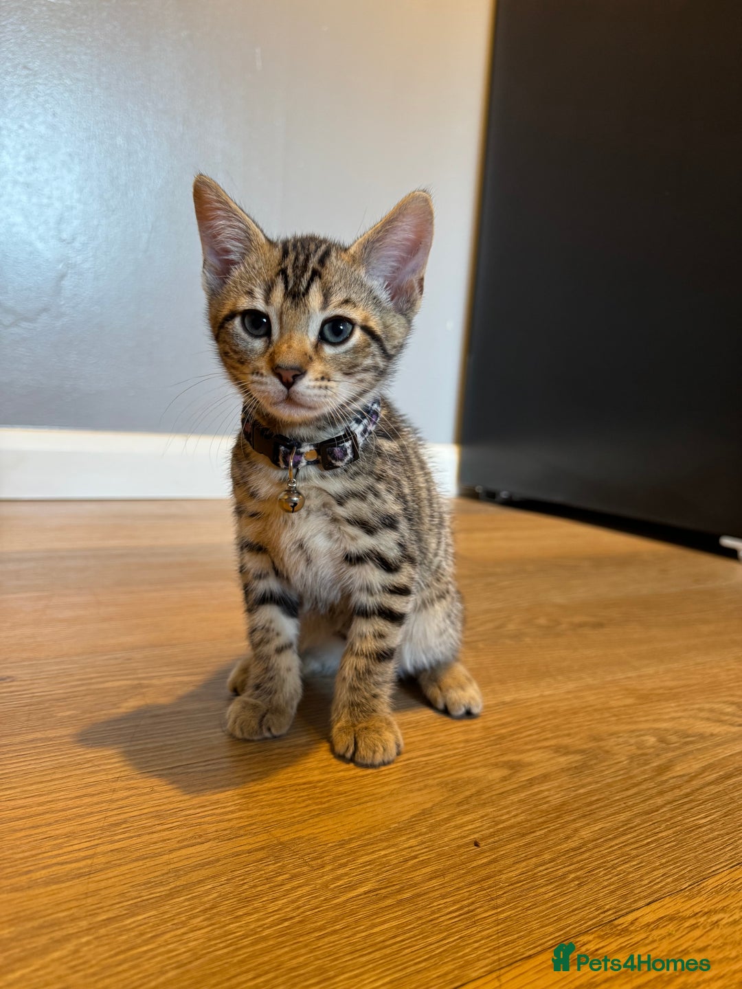 Bengal cats for sale: Ava’s Finest Pure Bengals, THREE Kittens Left. . . in Northampton - Image 29