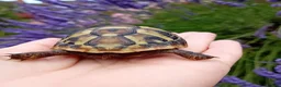 Tortoise reptiles for sale: Baby Hermans and spur thighed tortoises in Norwich - Advert 10