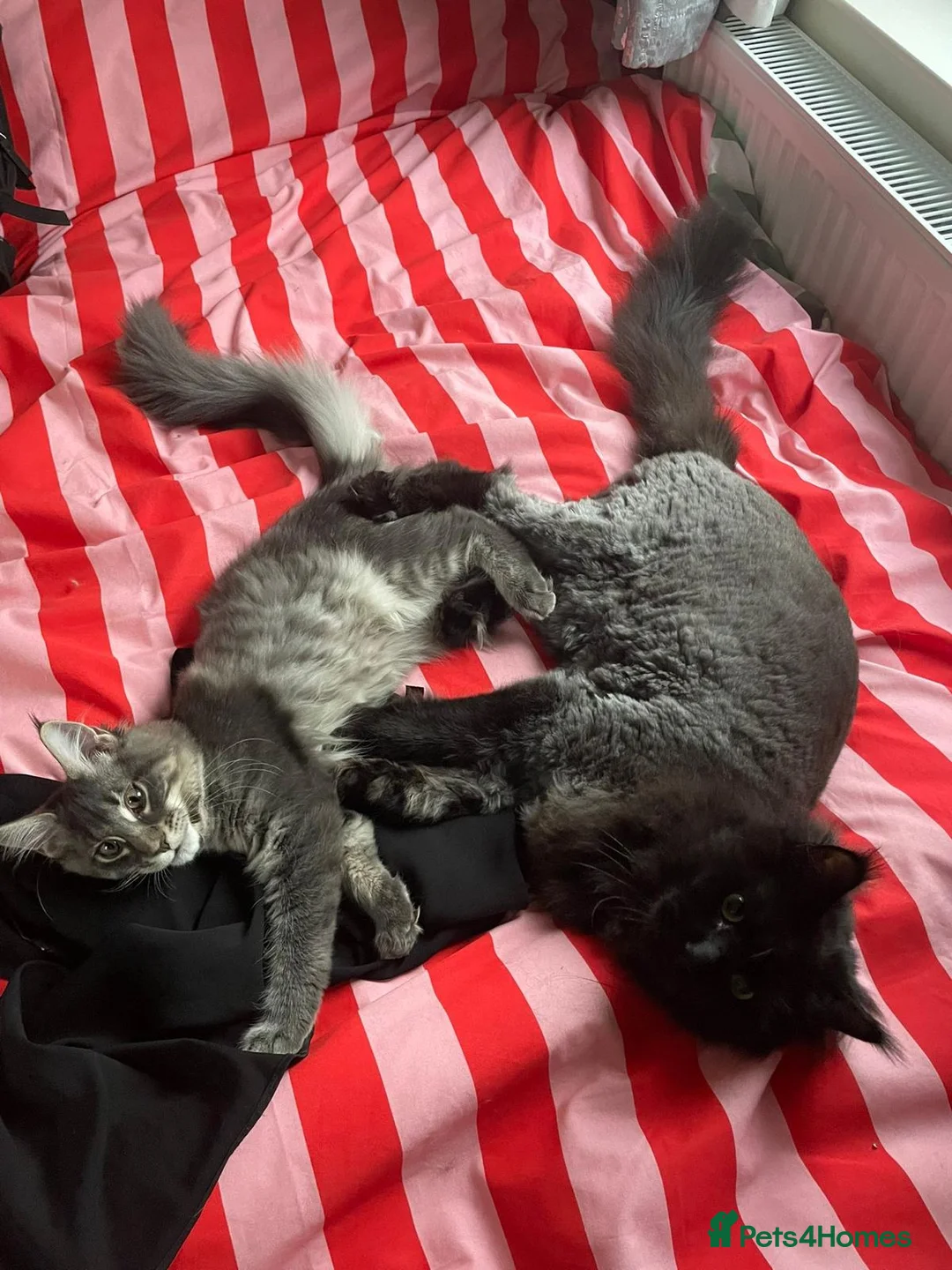 Maine Coon cats for sale: 18 Month female Mainecoon  - Advert 7