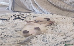 Ragdoll cats for sale: *READY TO LEAVE*beautiful Ragdoll babies for sale  - Image 10