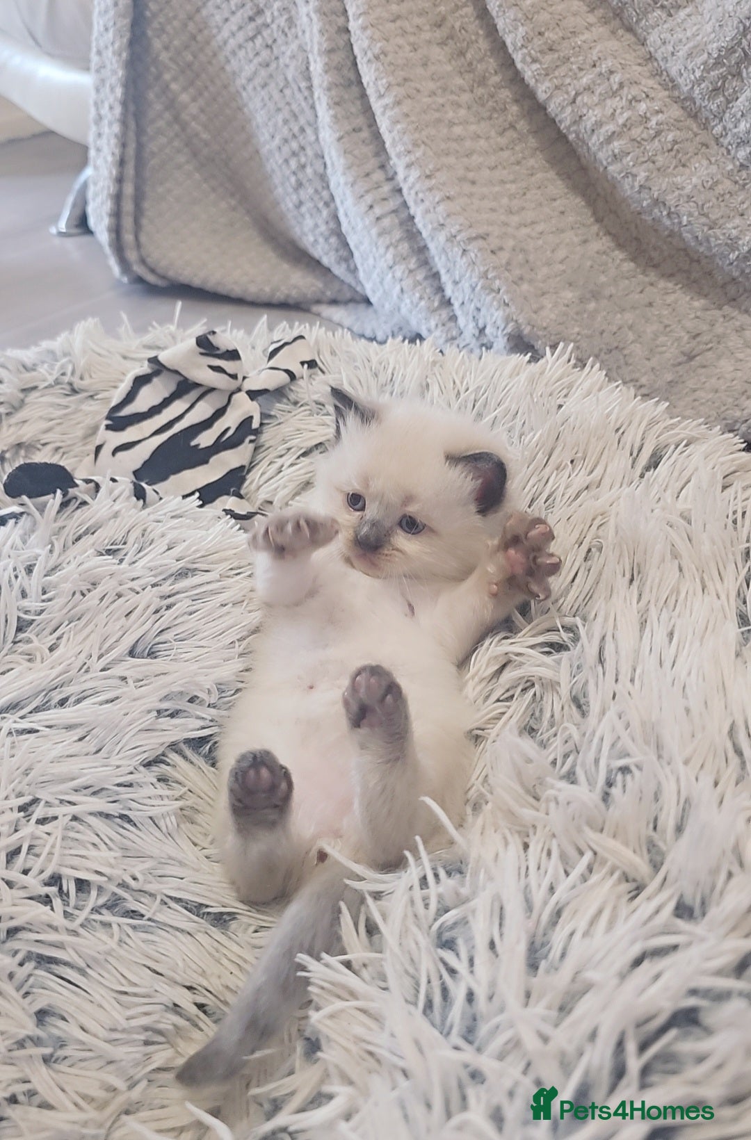 Ragdoll cats for sale: *READY TO LEAVE*beautiful Ragdoll babies for sale  - Image 10