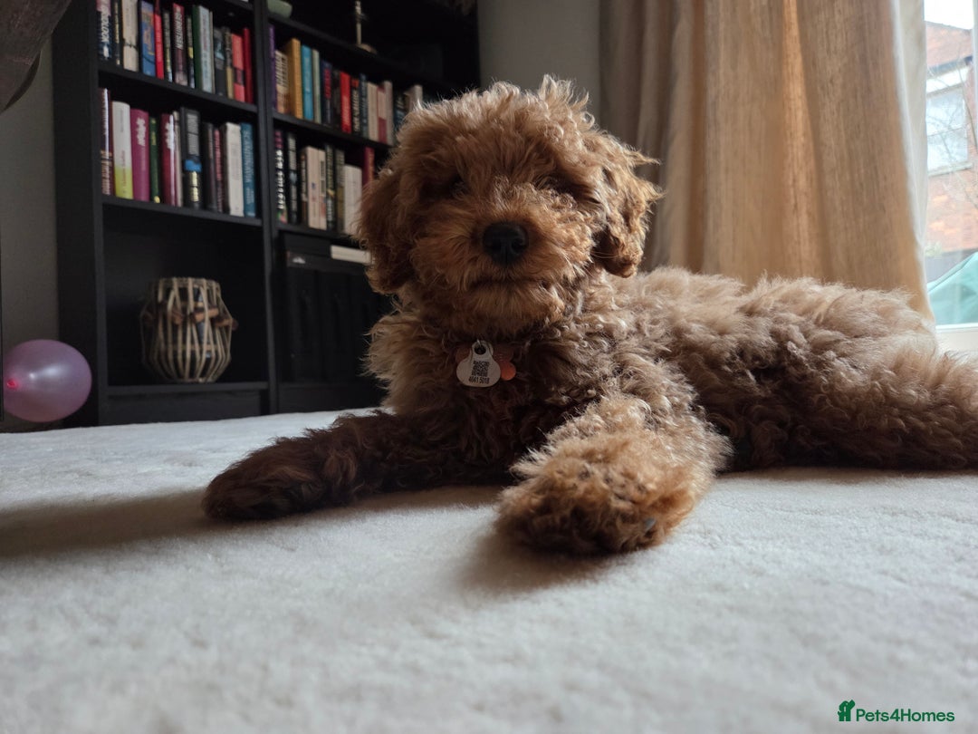 Goldendoodle dogs for sale: Gorgeous, Fun-Loving Puppy Looking for a New Home - Advert 1