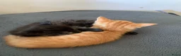 Mixed Breed cats for sale: Half rag dolls  - Advert 3