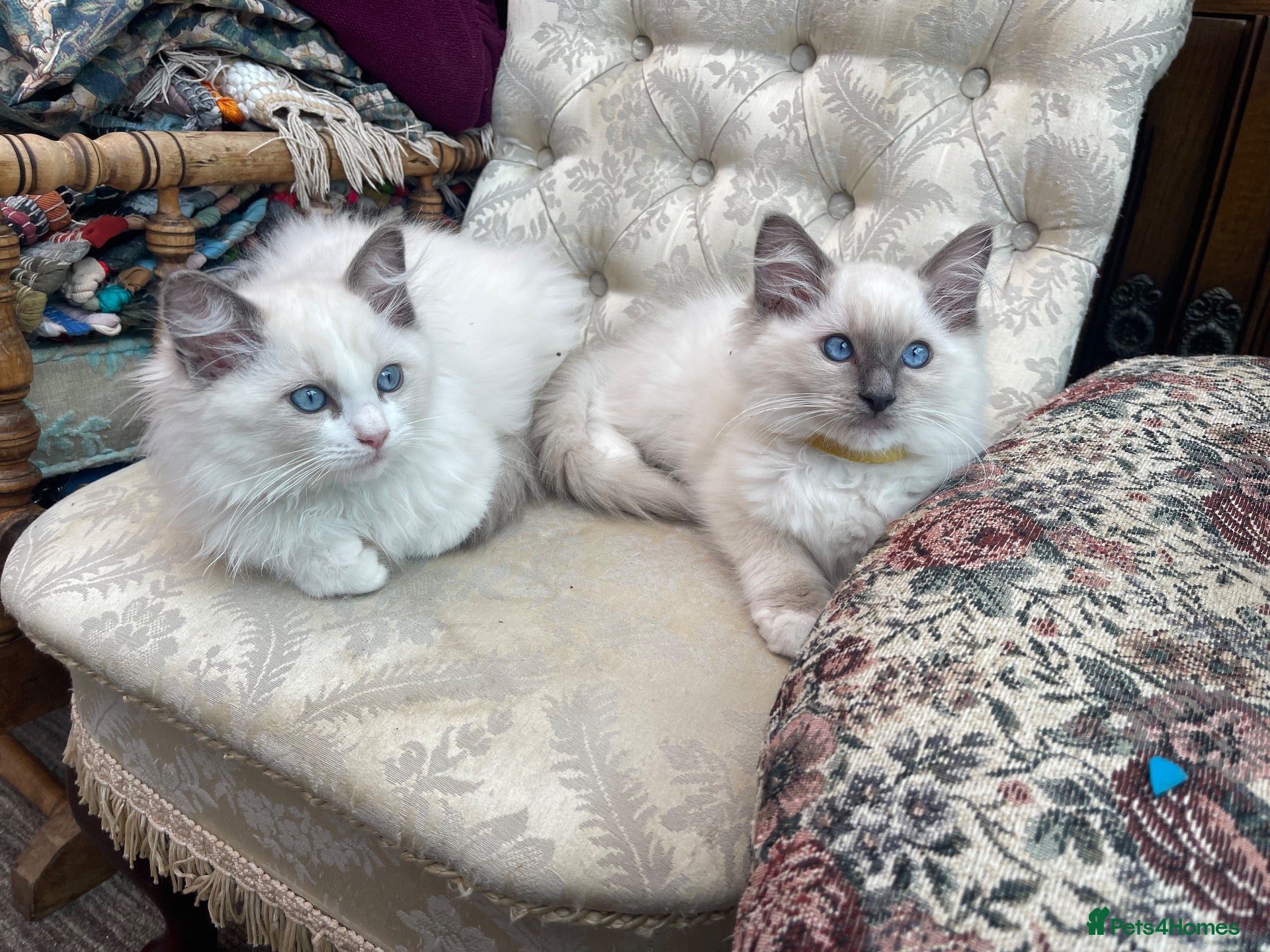 Ragdoll cats Ragdoll kittens  - Advert 2