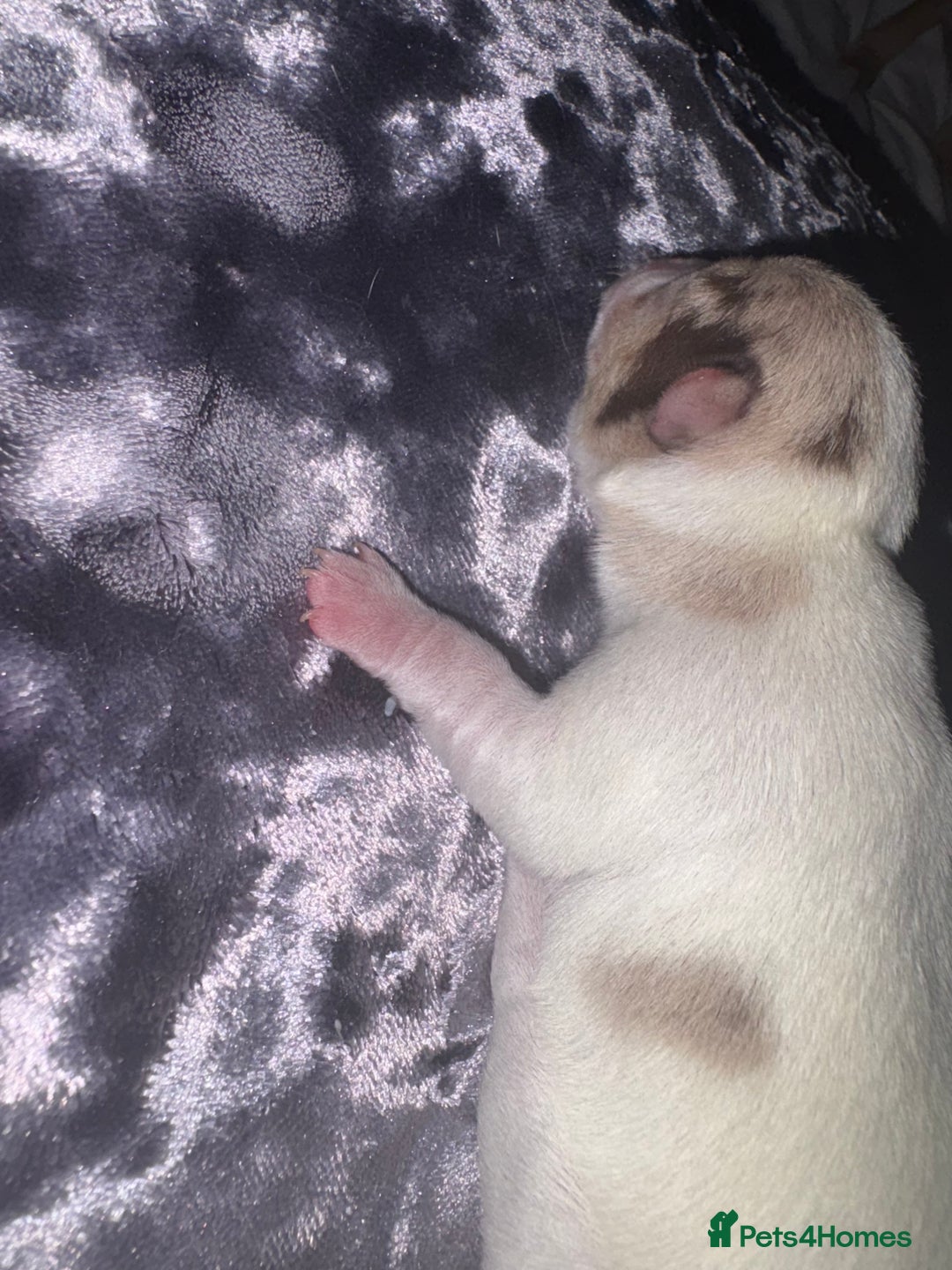 Chihuahua dogs for sale: 🐶 xxs Stunning pure chihuahua pups 🐶 - Image 25