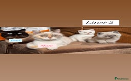 British Shorthair cats for sale: British shorthair kittens colourpoint cream point  - Image 7