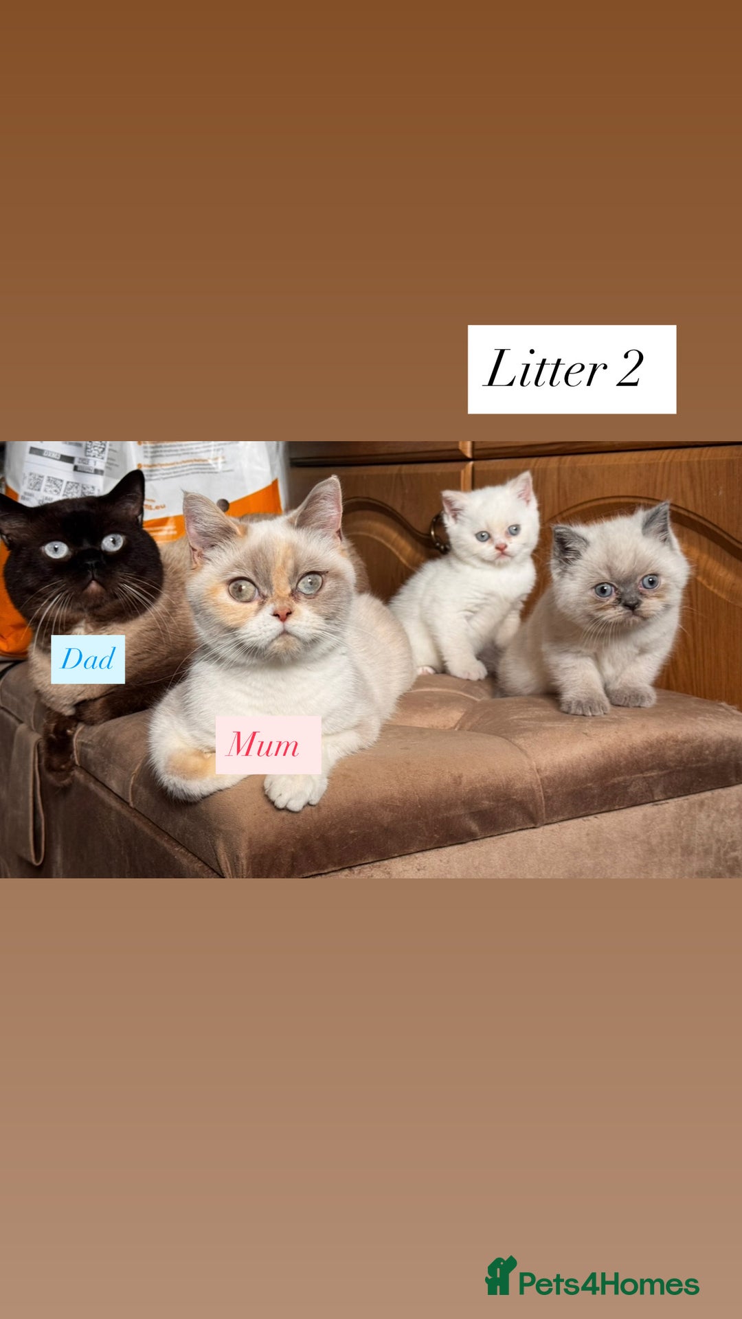 British Shorthair cats for sale: British shorthair kittens colourpoint cream point  - Image 7