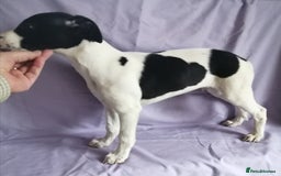 Whippet dogs for stud: Whippet Stud in Boston - Image 2