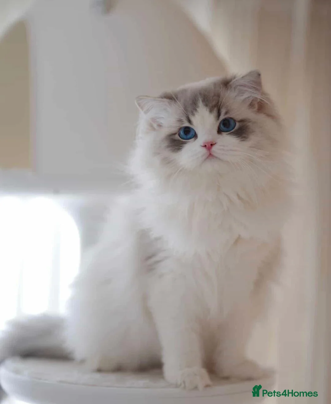 Ragdoll cats for sale: IMPORT FROM CHINA CHRISTIAN  - Advert 1
