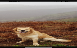 Golden Retriever dogs for sale: Confirmed litter of KC Golden Retriever puppies - Image 11