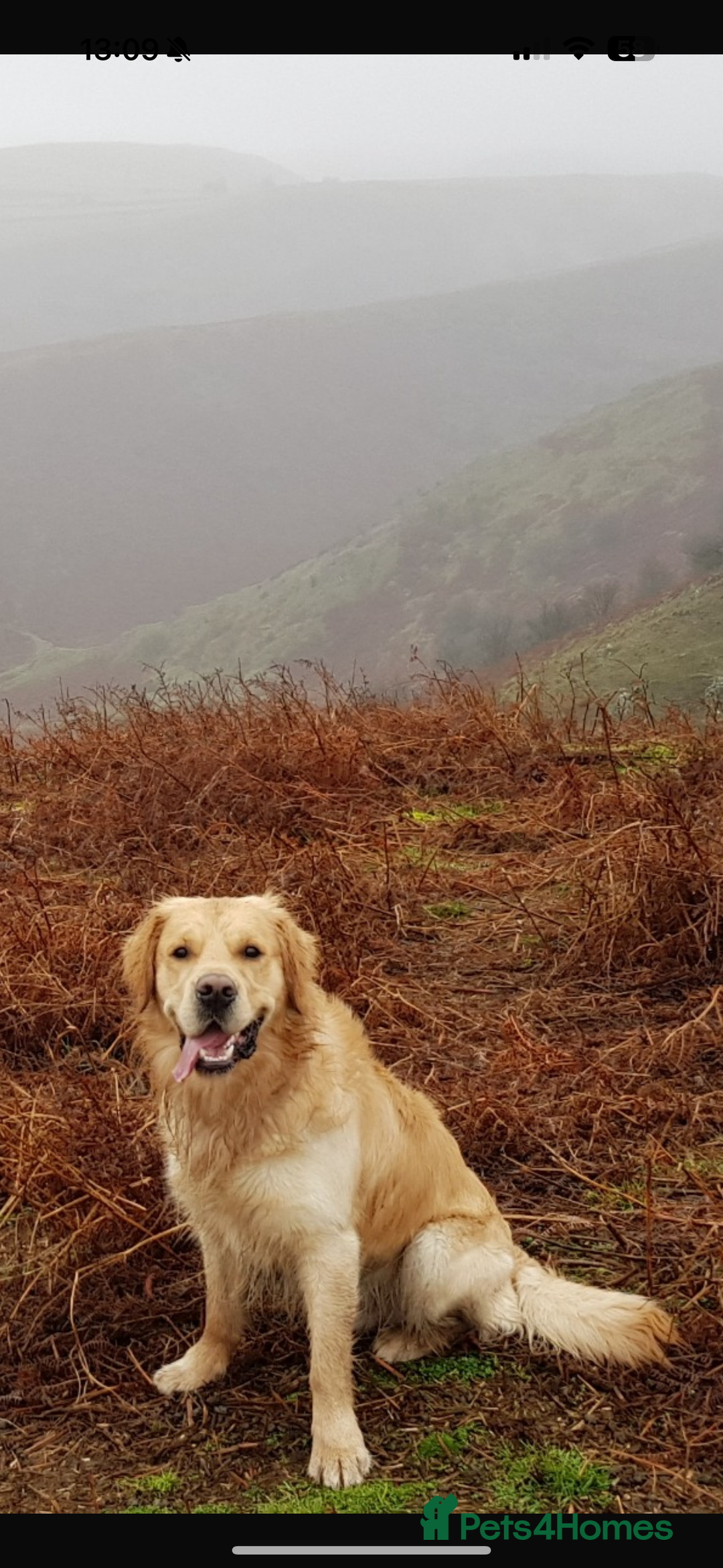 Golden Retriever dogs for sale: Confirmed litter of KC Golden Retriever puppies - Image 11