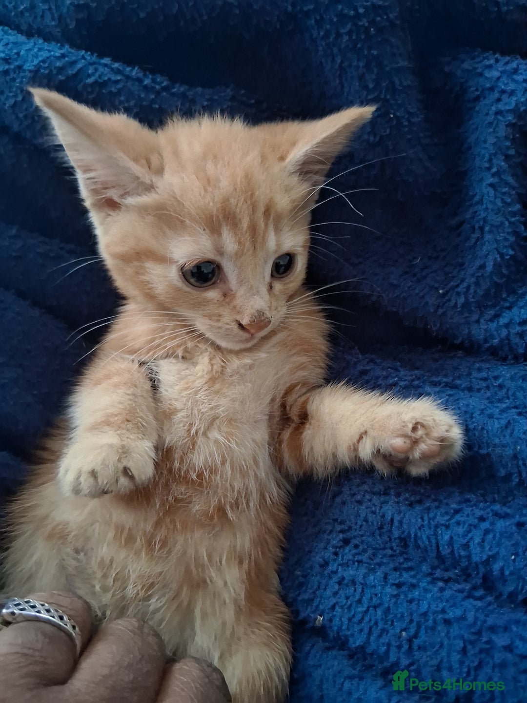 Mixed Breed cats for sale: CUTE KITTIES❤💕 - Image 1