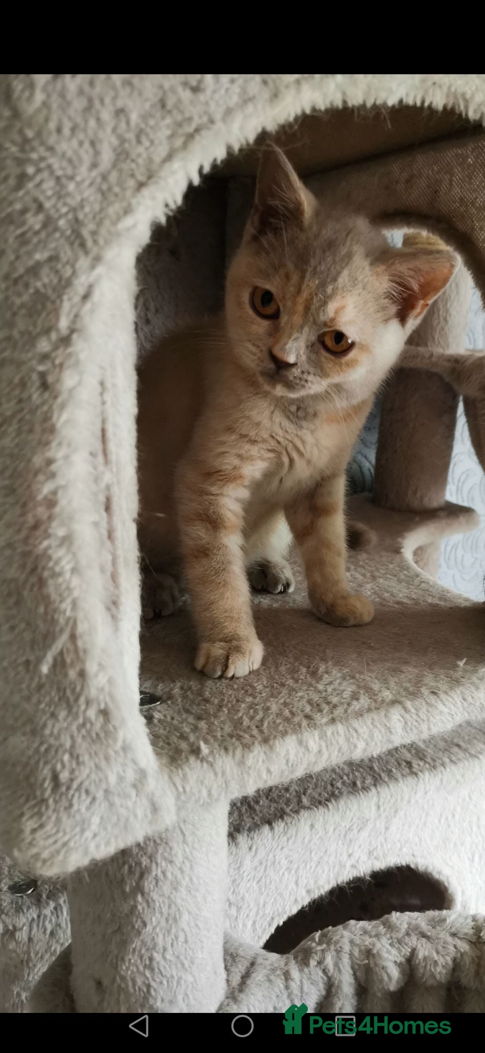 British Shorthair cats Stunning GCCF reg kittens ready to leave now! - Advert 2