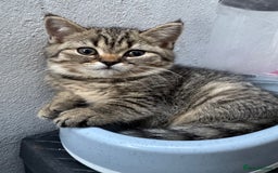 Scottish Fold cats for sale: Scottish Fold X Scottish Straight  in Wolverhampton - Image 13