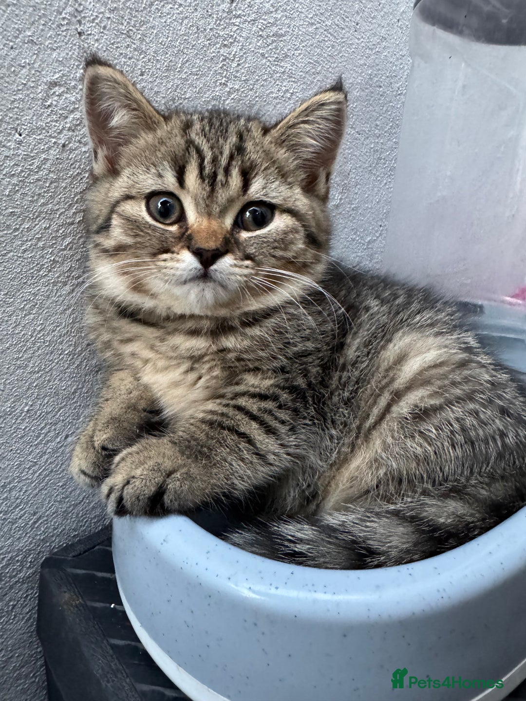 Scottish Fold cats for sale: Scottish Fold X Scottish Straight  in Wolverhampton - Image 13