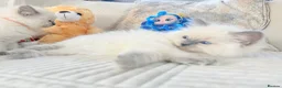 Ragdoll cats for sale: Stunning Bluepoint Ragdoll Kittens for sale - Advert 15
