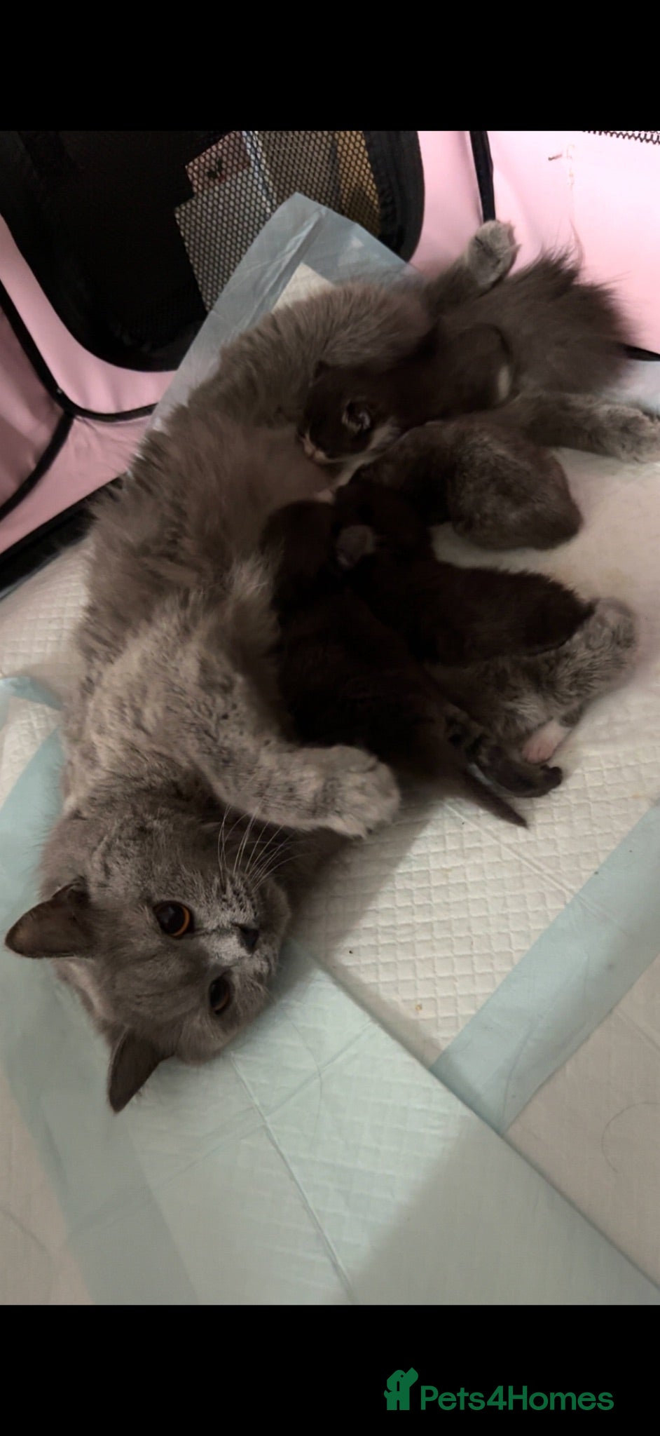 British Shorthair cats Gorgeous British Shorthair Cross Kittens - Advert 12