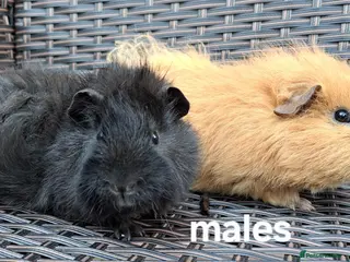 Guinea Pig rodents Guinea pigs for sale - Advert 5
