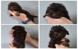 Cavapoo dogs for sale: *VIDEOS* F1b Cavapoos. Chocolate & Tan. DNA tested - Image 2