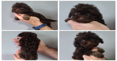 Cavapoo dogs - Advert 5