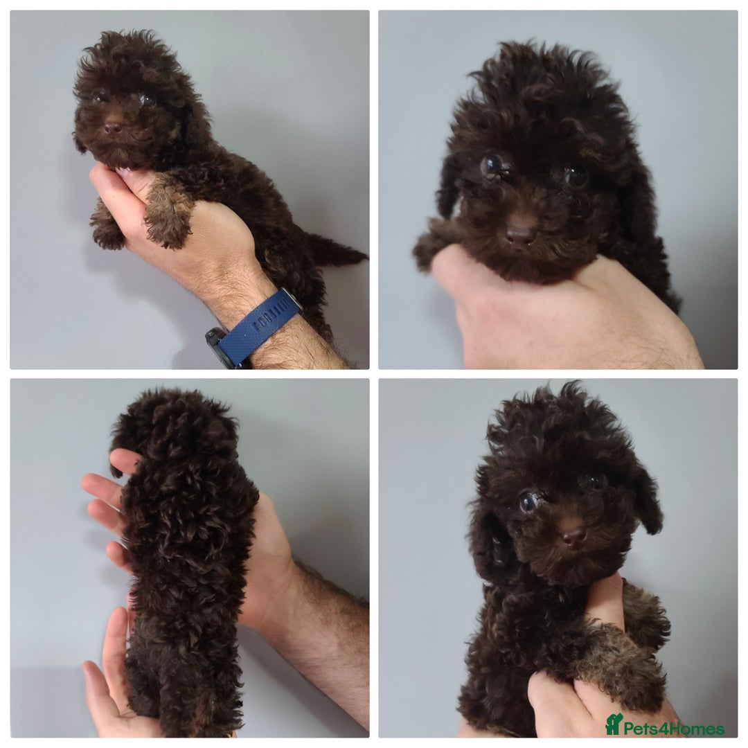 Cavapoo dogs for sale: *VIDEOS* F1b Cavapoos. Chocolate & Tan. DNA tested - Image 2