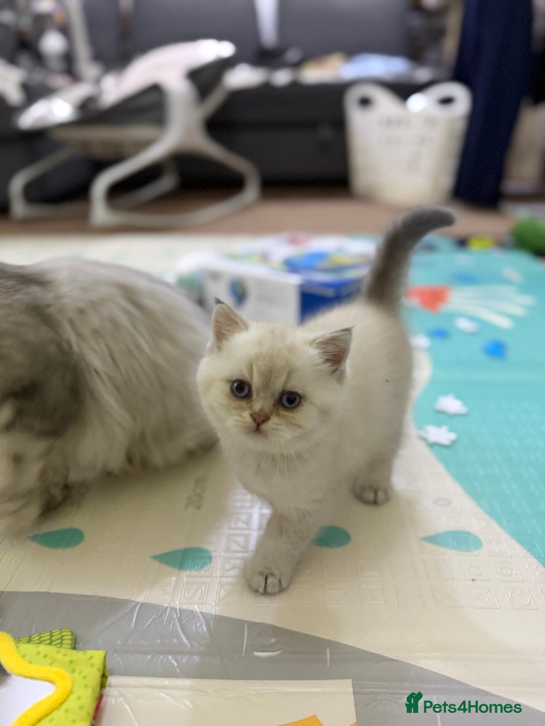 Mixed Breed cats for sale: Beautiful British straight = Chinchilla boy - Advert 3