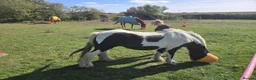 Irish Cob horses for sale: Traditional Cob - Advert 10
