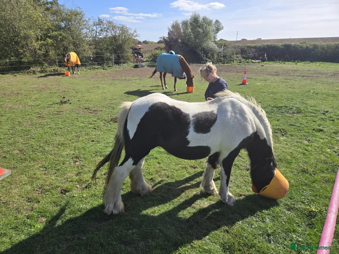 Irish Cob horses for sale: Traditional Cob - Advert 10