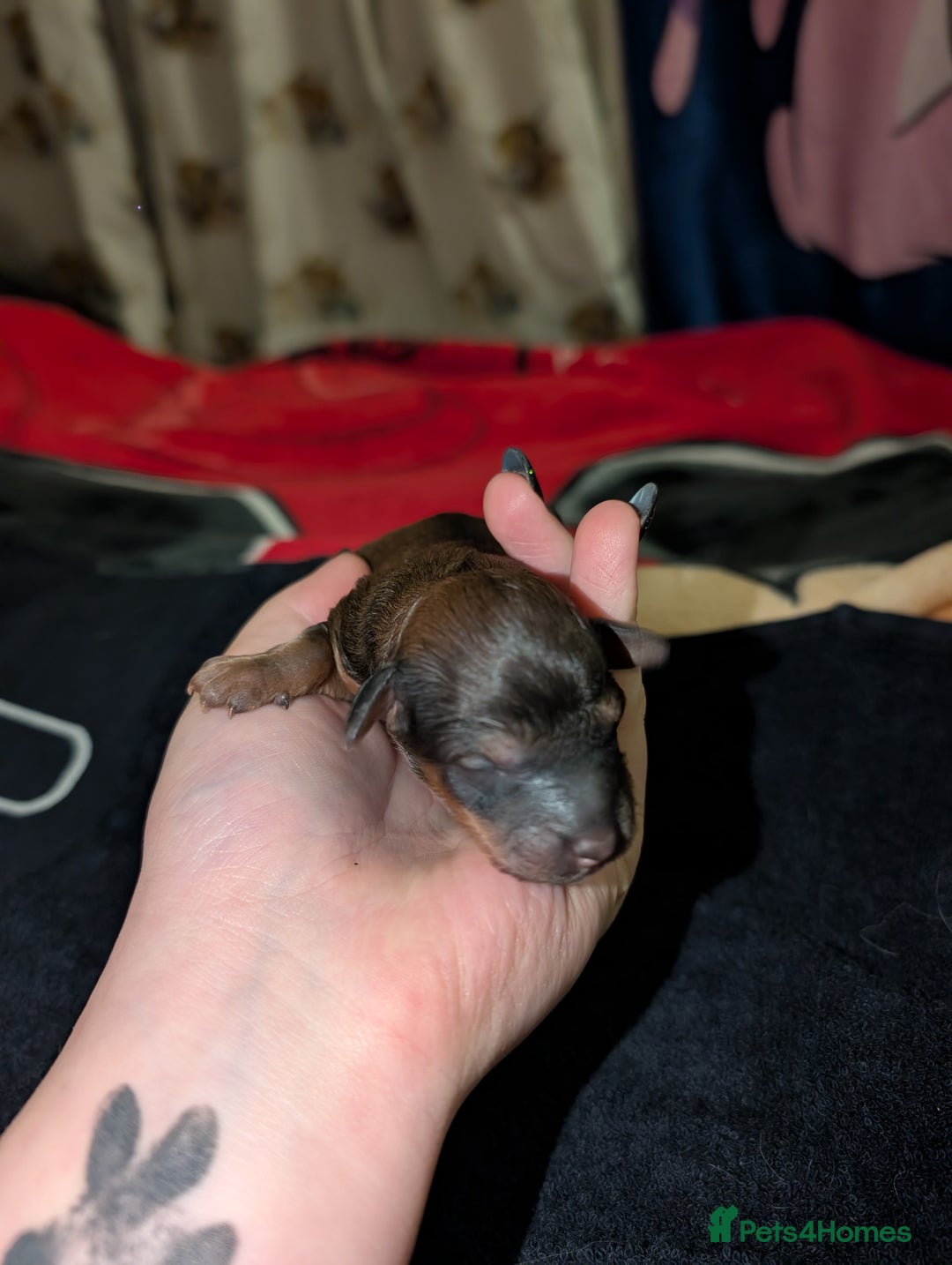 Cavapoo dogs for sale: One gorgeous cavapoo brown boy left ❤️ - Advert 17