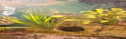 Catfish fish for sale: Cold water tank with lots of fish. - Advert 2