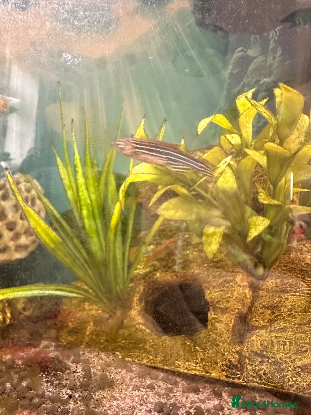 Catfish fish for sale: Cold water tank with lots of fish. - Advert 2