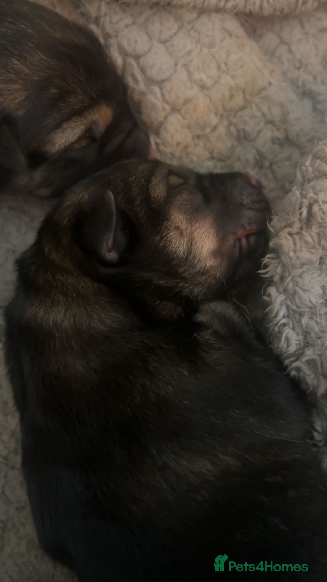 Shepsky dogs for sale: puppy’s for sale  - Image 5