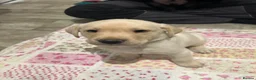 Labrador Retriever dogs for sale: 6 beautiful Labrador puppies - Advert 2