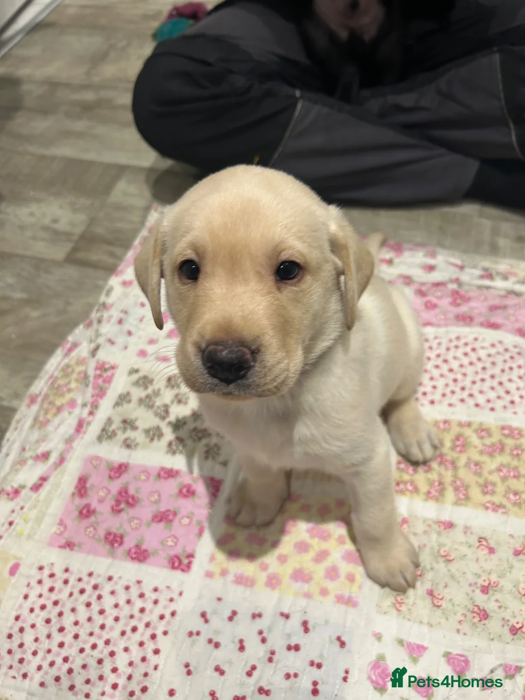 Labrador Retriever dogs for sale: 6 beautiful Labrador puppies - Advert 2