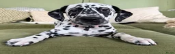 Dalmatian dogs for sale: 4 Girls, 1 Boy KC Dalmatians - ready to leave!  - Advert 6