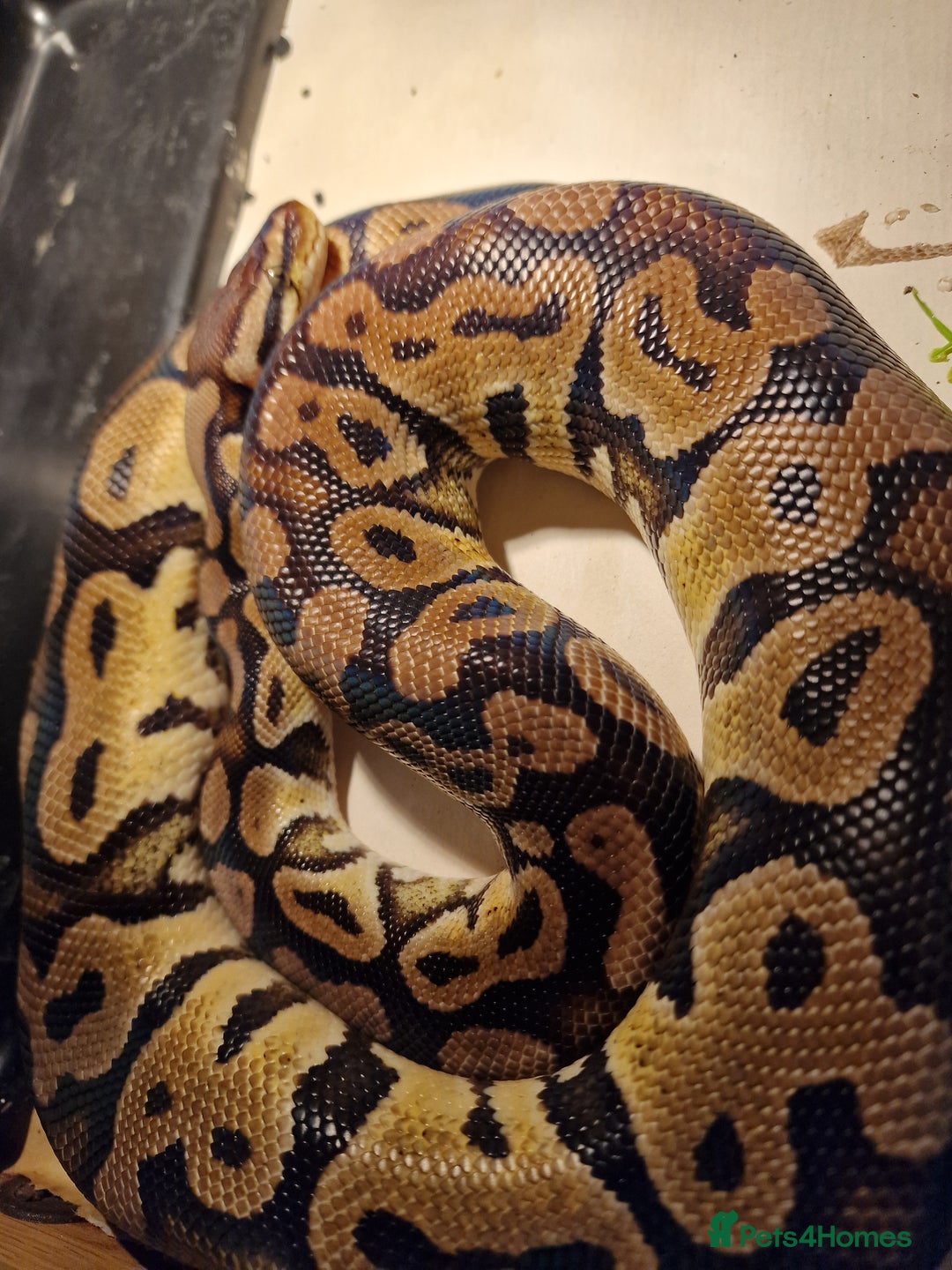 Python Snake reptiles for sale: Pastel royal python  - Image 2