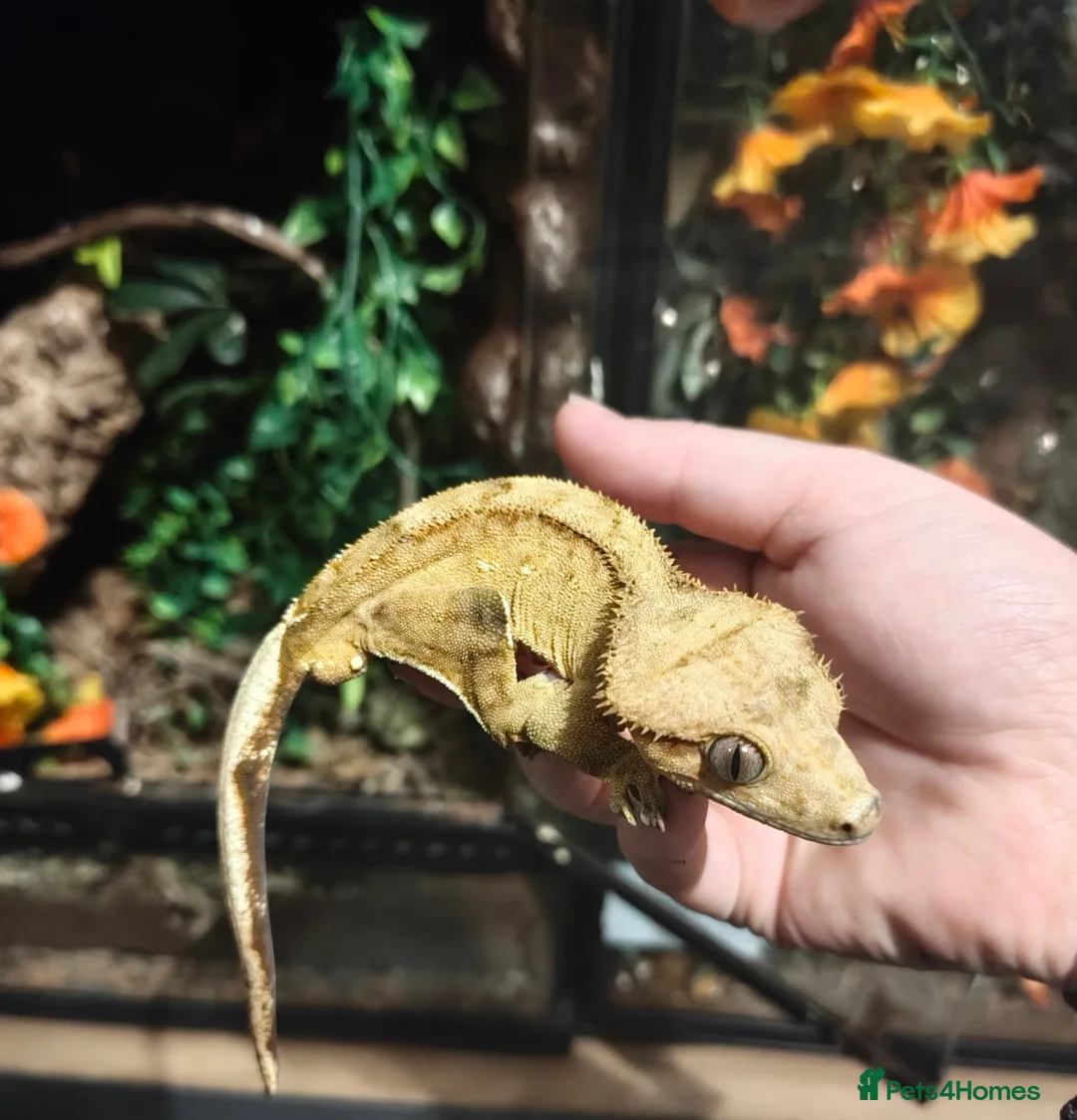 Gecko reptiles for sale: Trio of Geckos  - Advert 1