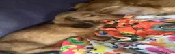 Miniature Dachshund dogs for sale: Kc reg long hair mini dachshunds dna parents  - Advert 7