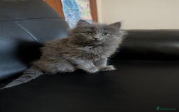 Mixed Breed cats for sale: Fluffy Blue British Shorthair Mix Female Kitten - Image 5