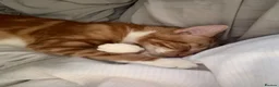 Mixed Breed cats for sale: 3 cats for sale  - Advert 10