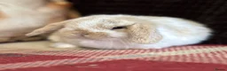 Mini Lop rabbits for sale: Super cute mini lop babies  in Llandysul - Advert 10