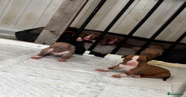 American Bully dogs Gorgeous Bully x Staffie pups  - Advert 2