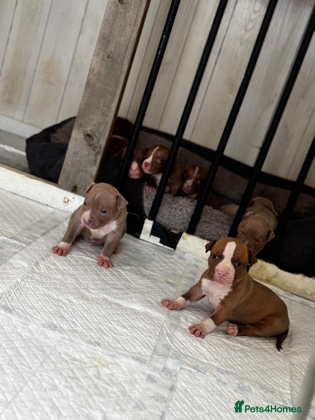 American Bully dogs for sale: Beautiful American Bully Pups  - Image 13