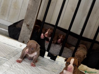 American Bully dogs - Advert 1