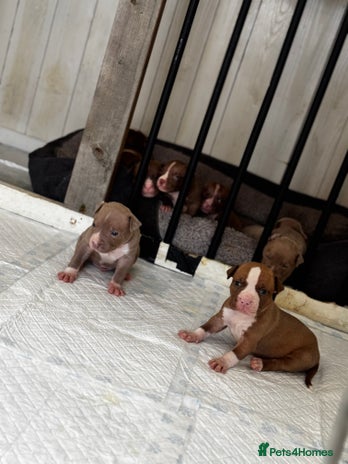 American Bully dogs - Advert 1