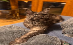 Maine Coon cats for sale: Loving Retired queen Main Coon - smoky black  - Image 4