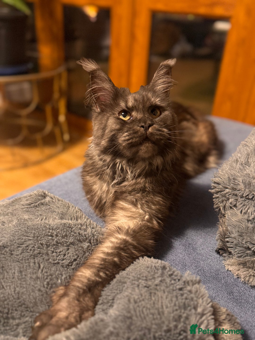 Maine Coon cats for sale: Loving Retired queen Main Coon - smoky black  - Image 4