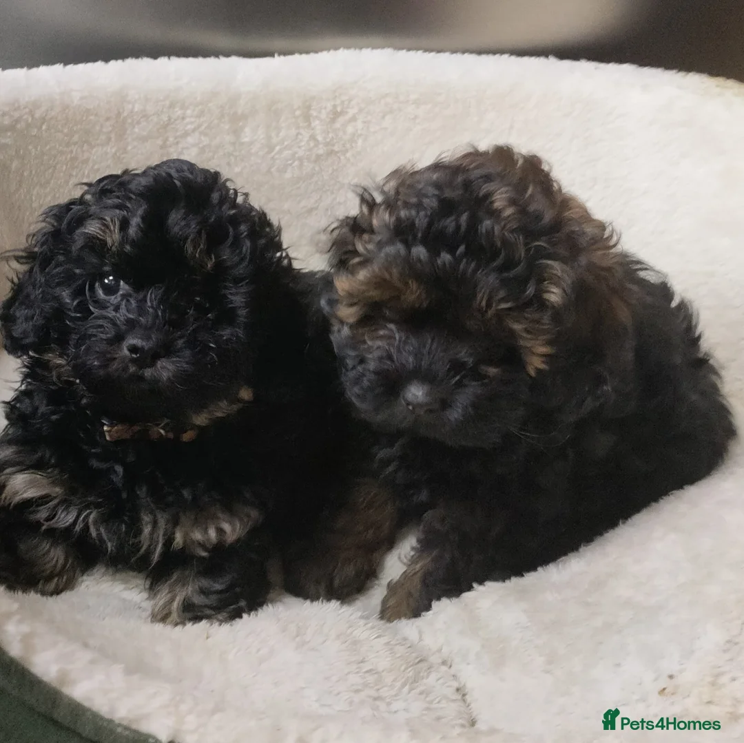 Shihpoo dogs for sale: F1b Fully Health Tested Shihpoo - Advert 7