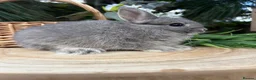 Netherland Dwarf rabbits for sale: Pure bred vaccinated* Netherland Dwarfs  - Advert 3